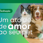 Castra&ccedil;&atilde;o em C&atilde;es e Gatos: Tudo que Voc&ecirc; Precisa Saber