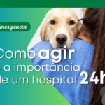 Emerg&ecirc;ncia Veterin&aacute;ria: Como Agir e a Import&acirc;ncia de um Hospital 24h