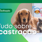 Tudo sobre a castra&ccedil;&atilde;o de f&ecirc;meas e machos