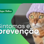 Rinotraque&iacute;te Felina: Sintomas e Preven&ccedil;&atilde;o da &ldquo;Gripe dos Gatos&rdquo; no Inverno