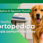 Ruptura de Ligamento Cruzado: A Les&atilde;o Ortop&eacute;dica Mais Comum nos C&atilde;es