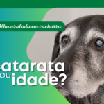 O olho do cachorro ficou azulado: &eacute; catarata ou sinal da idade?