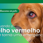Glaucoma em c&atilde;es e gatos: quando o olho vermelho se torna uma emerg&ecirc;ncia